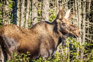 A young male moose in Terra Nova National Park, Newfoundland