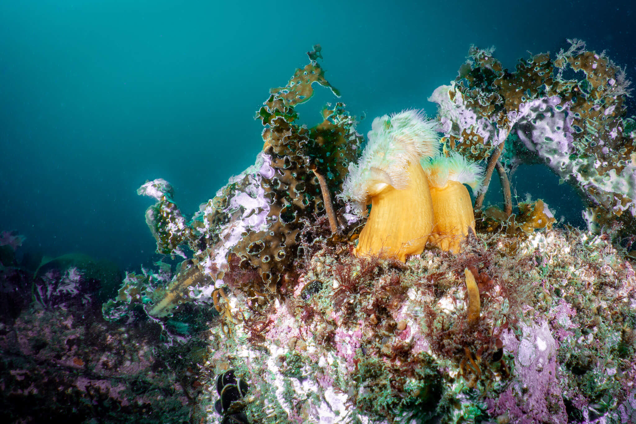 Anemone underwater at Petit Gaspé