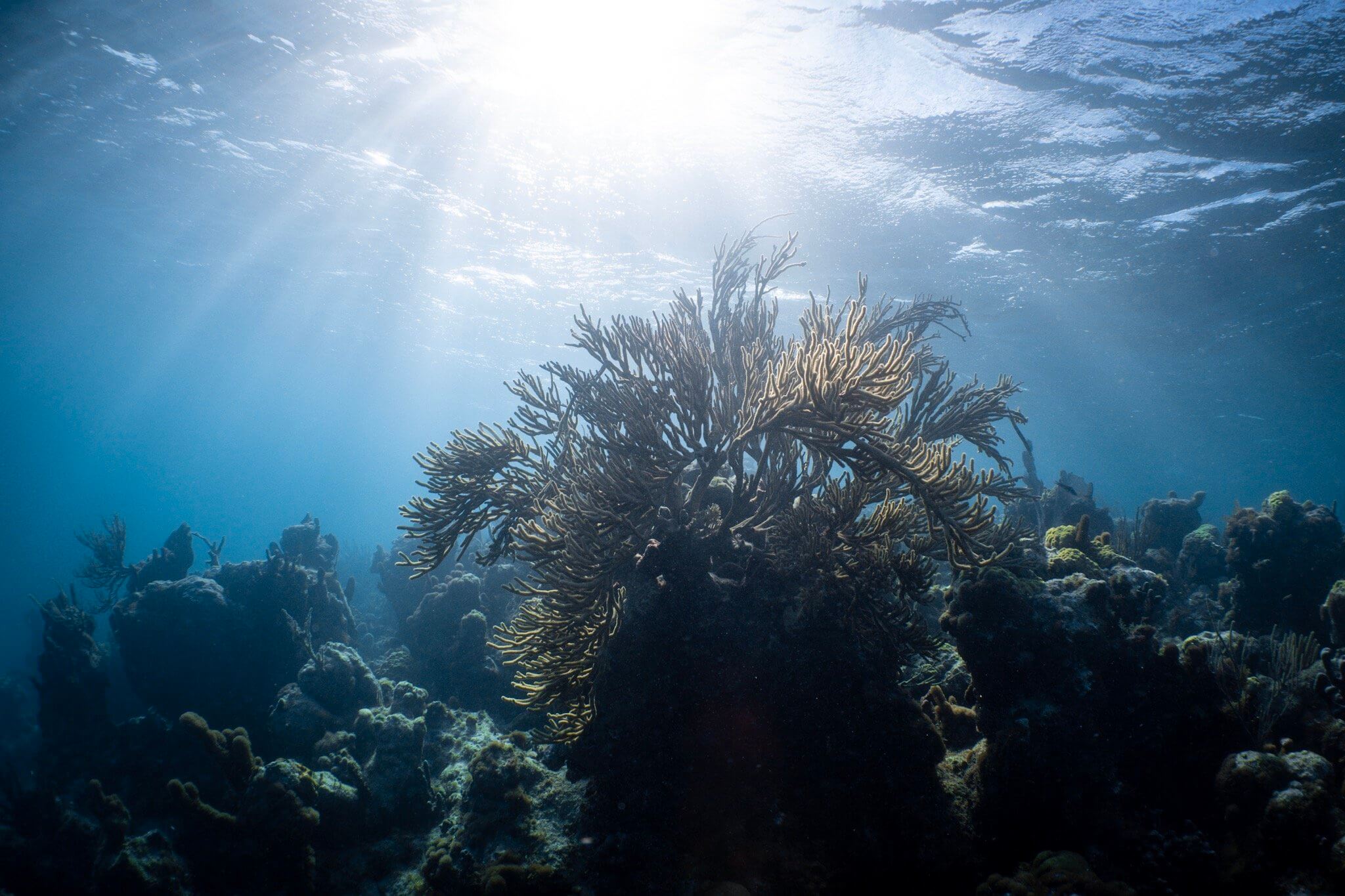 Beautiful coral formations at Smith’s Reef