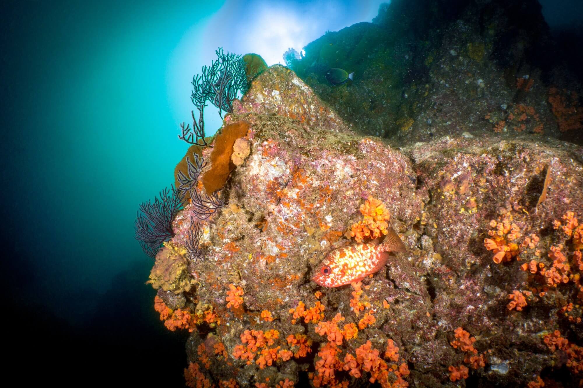 The coral reef at Land's End, Cabo San Lucas
