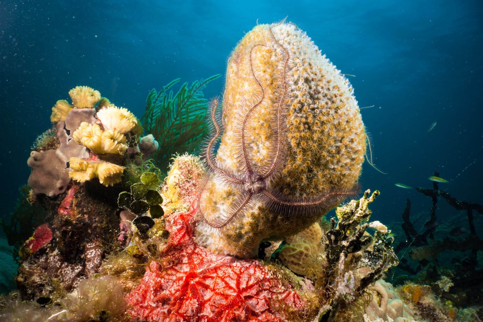 A brittlestar on the coral reef in Belize