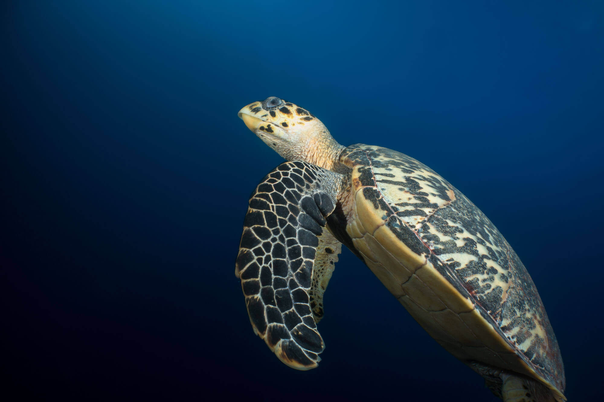 One of several sea turtles we saw in Belize