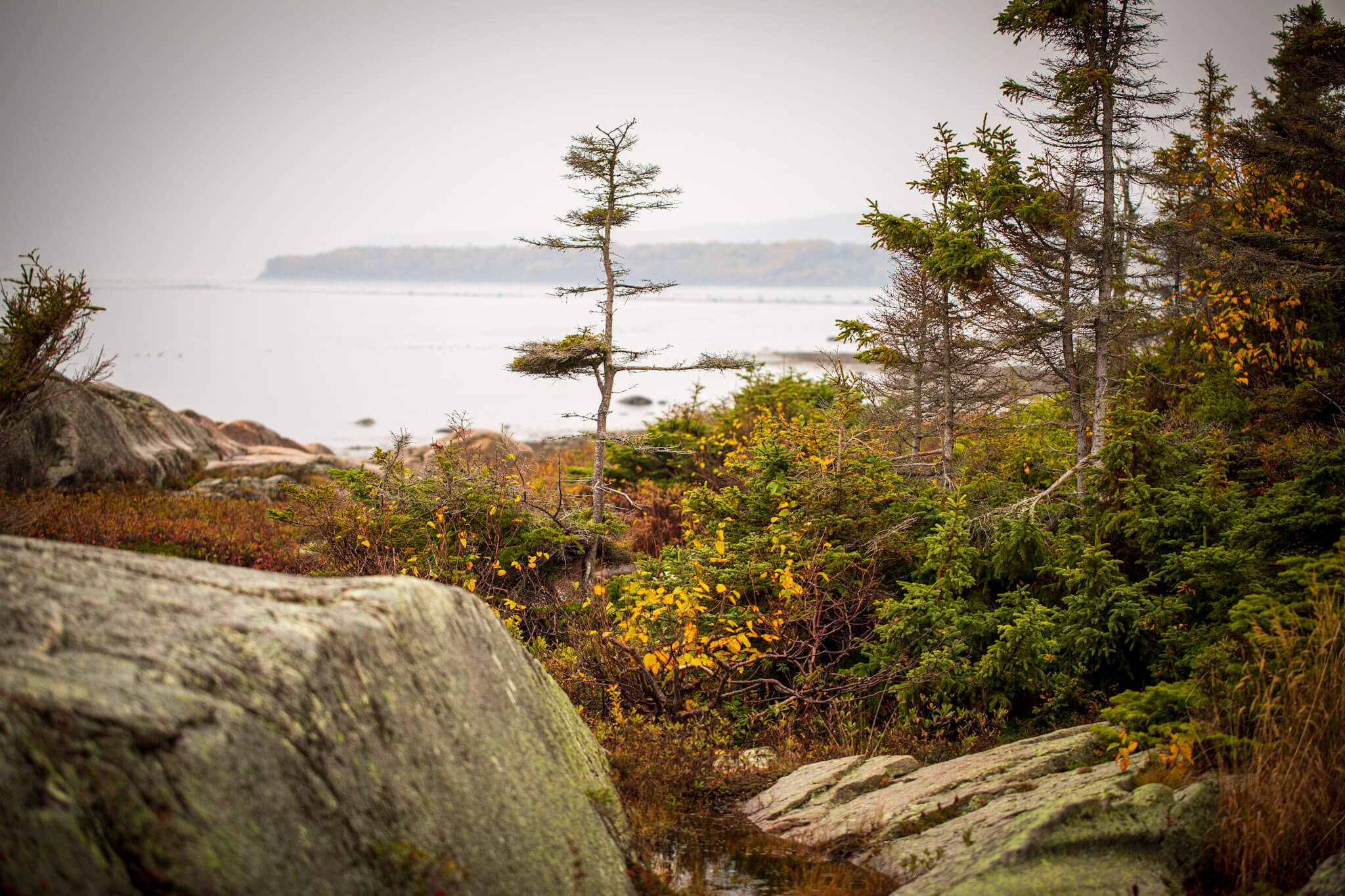 Evergreen trees struggling to survive on the shore of the St. Lawrence river at Cap-de-Bon-Désir