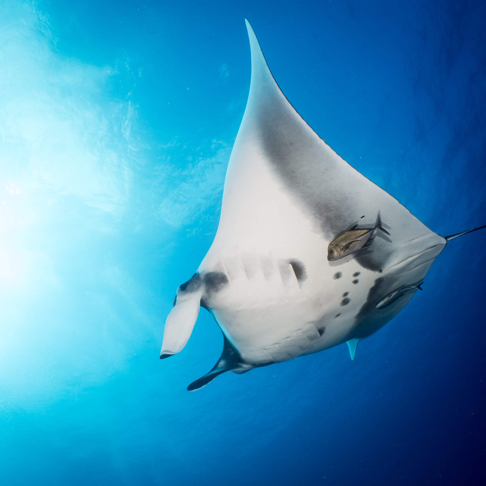 A giant oceanic manta ray at the Socorro Islands