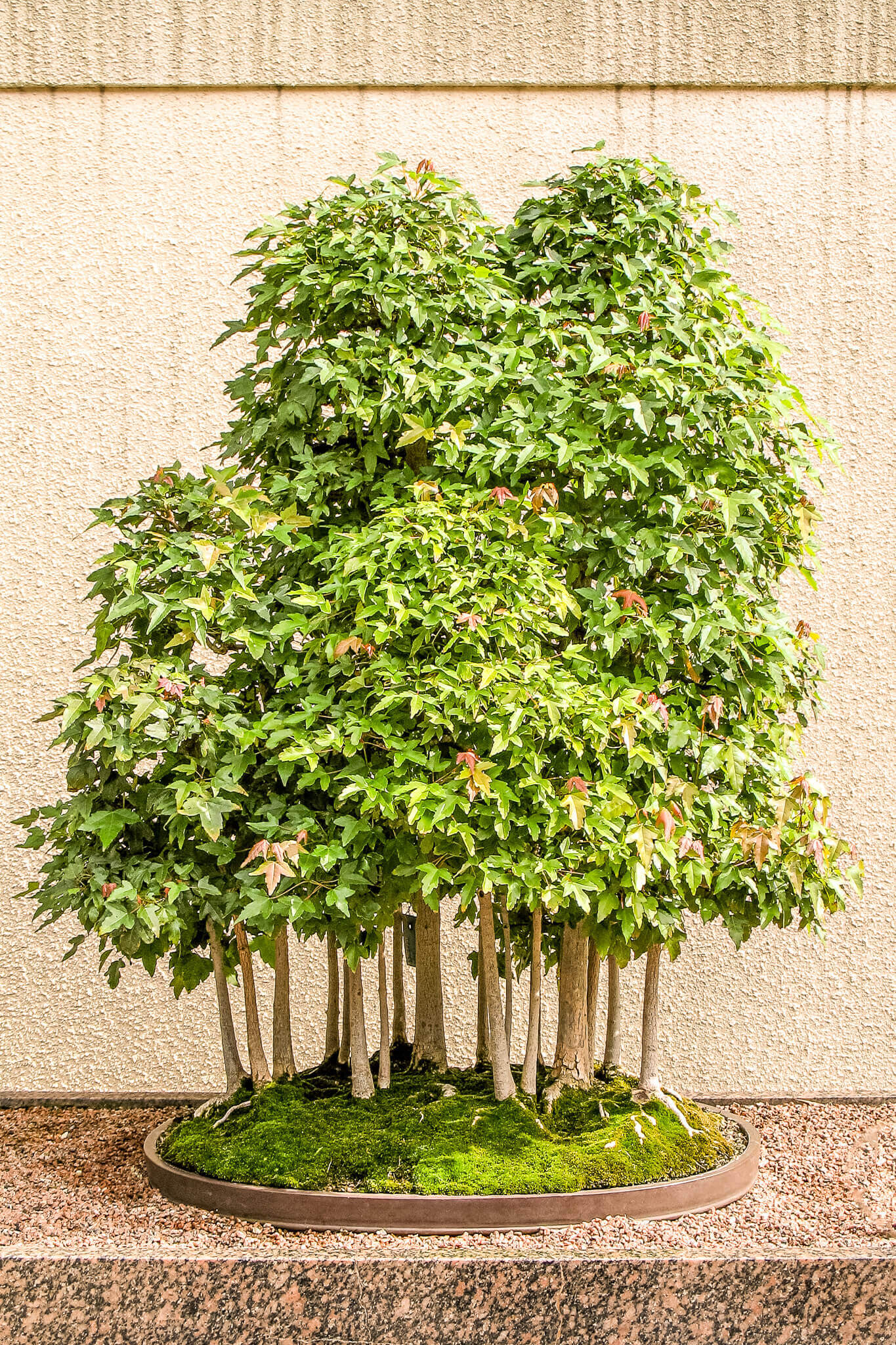 Trident maple forest bonsai at the Montreal Botanical Gardens