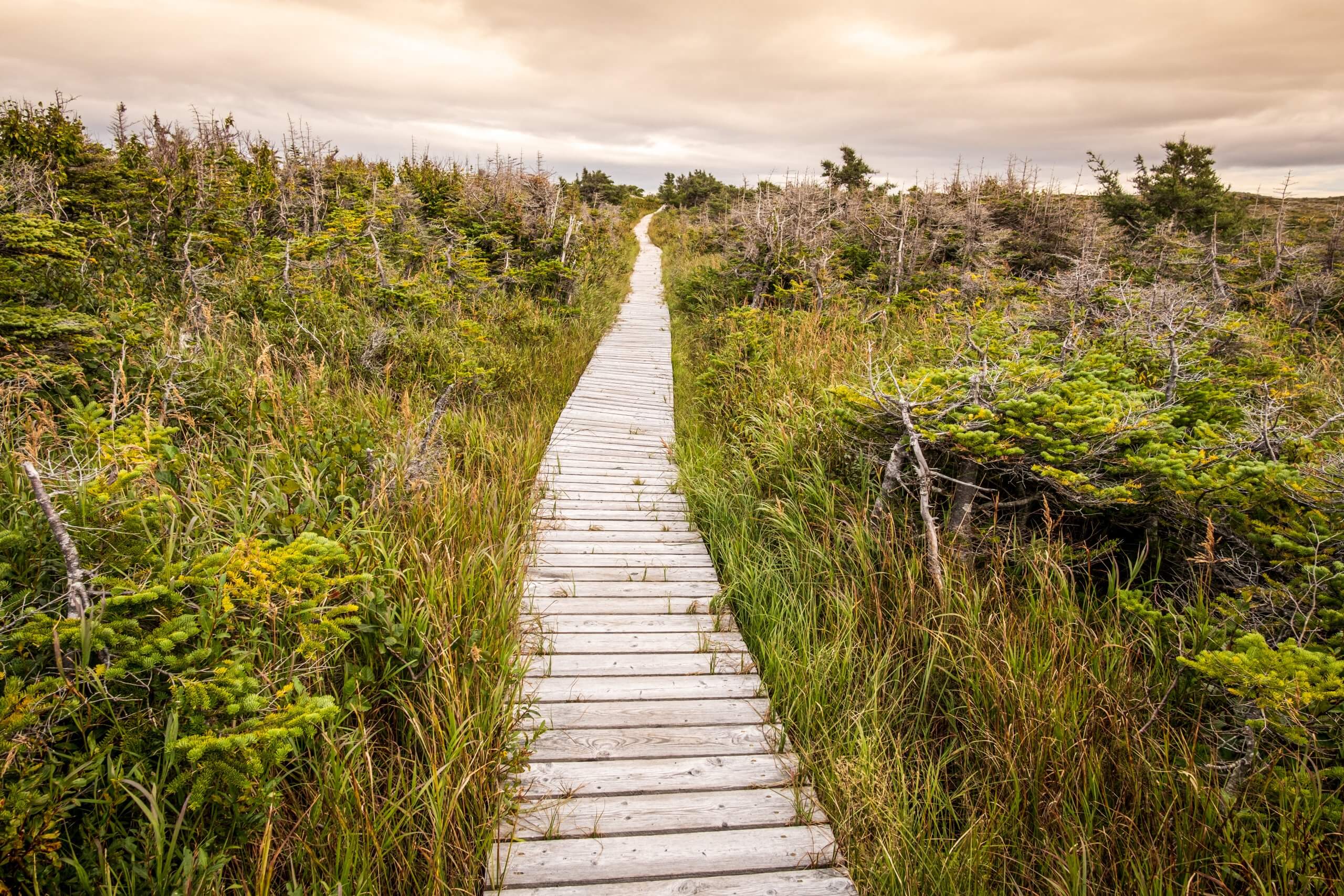 A boardwalk through tuckamore