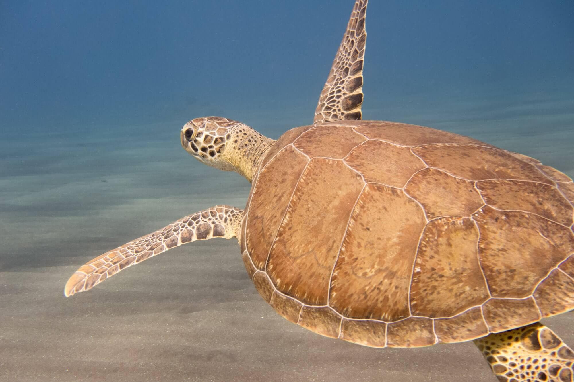 A green sea turtle at the Tent Reef dive site in Saba
