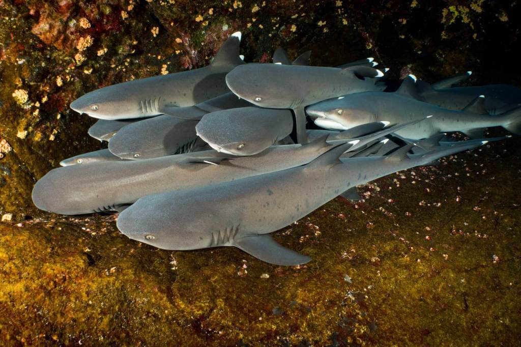 Whitetip reef sharks at Roca Partida