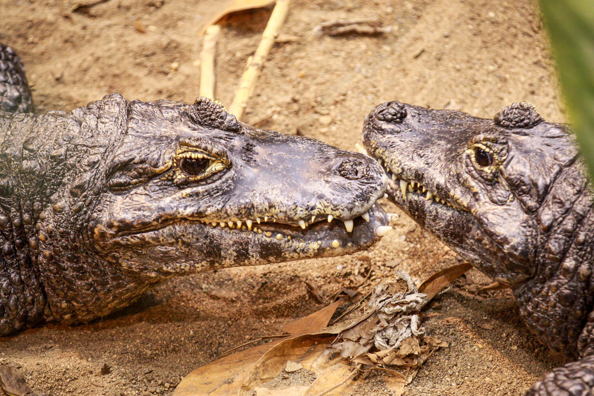 Caimans at the Biodome in Montreal