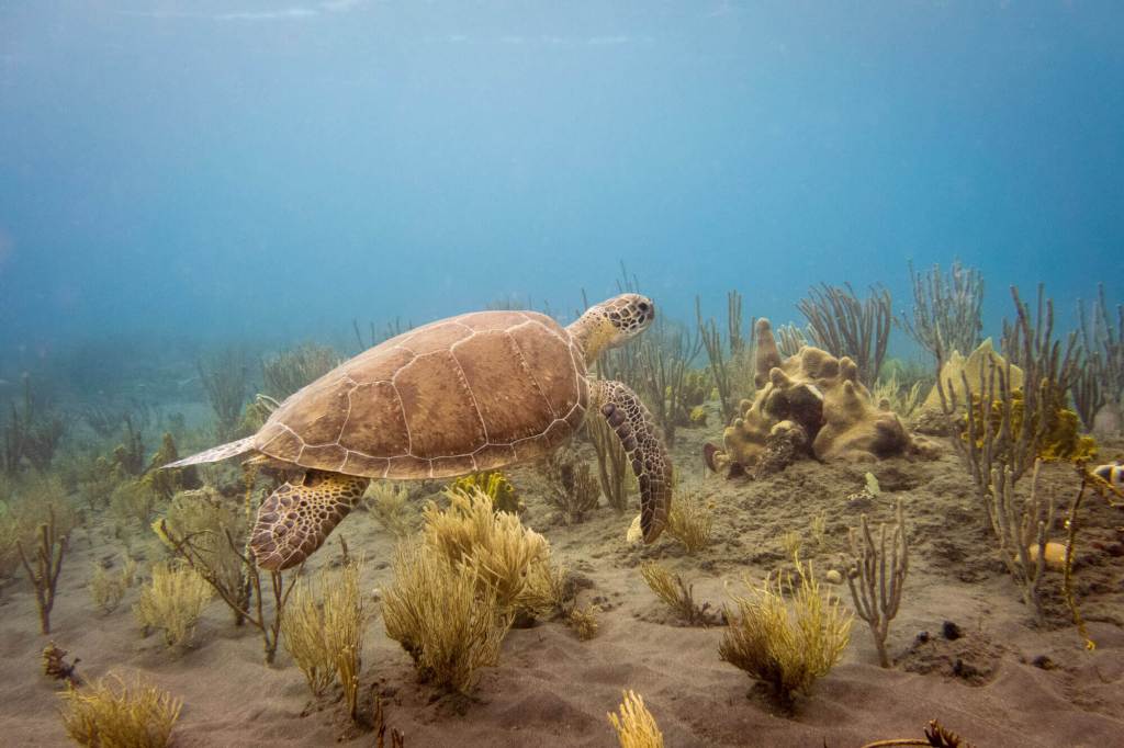 A green sea turtle at the Tent Reef dive site in Saba