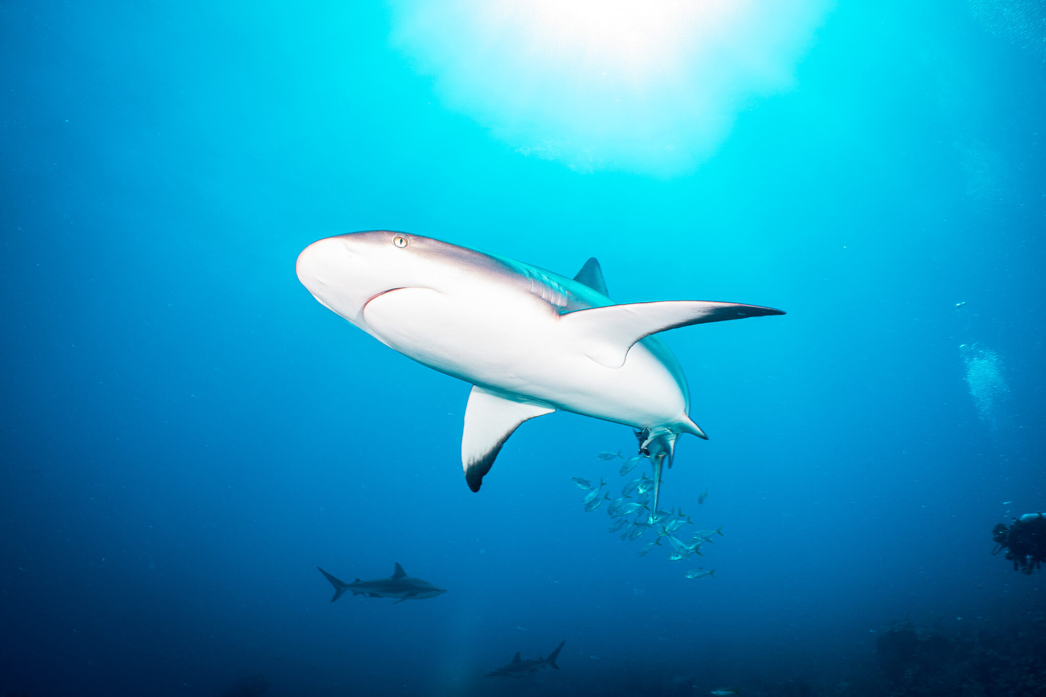 Caribbean reef shark at the Cara a Cara dive site in Roatán