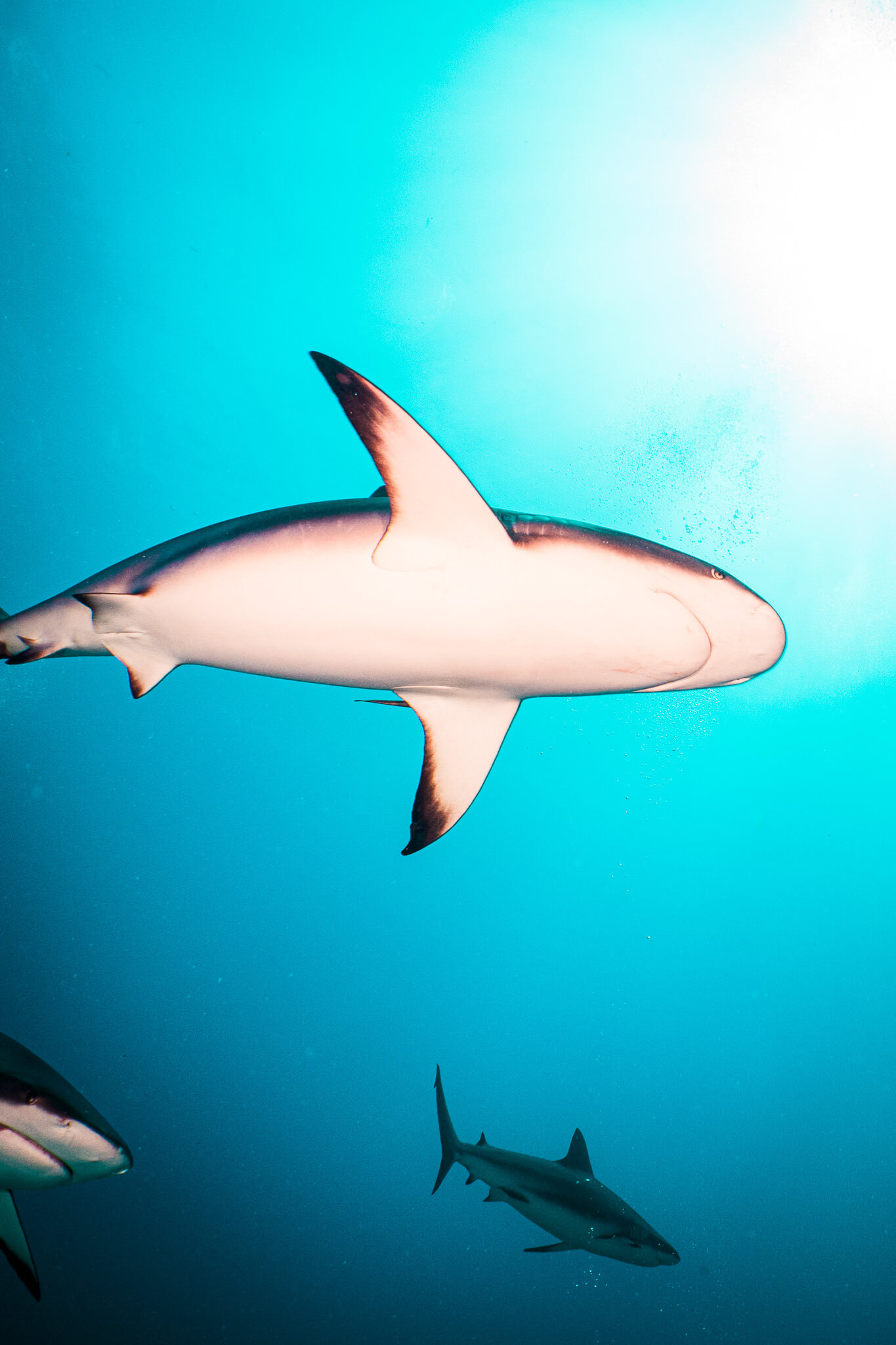 A few Caribbean reef sharks swimming overhead