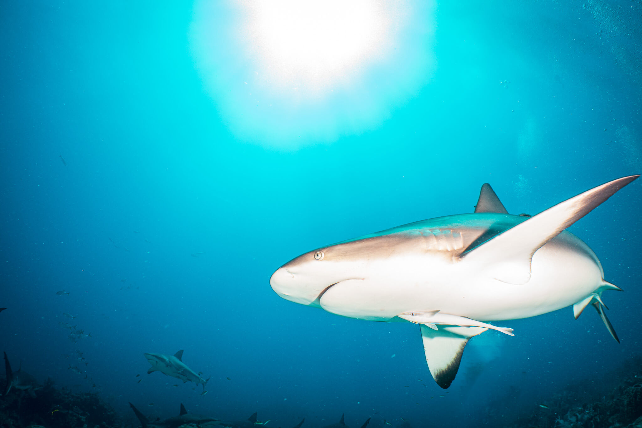 Caribbean reef shark at Marco's Place in Roatán
