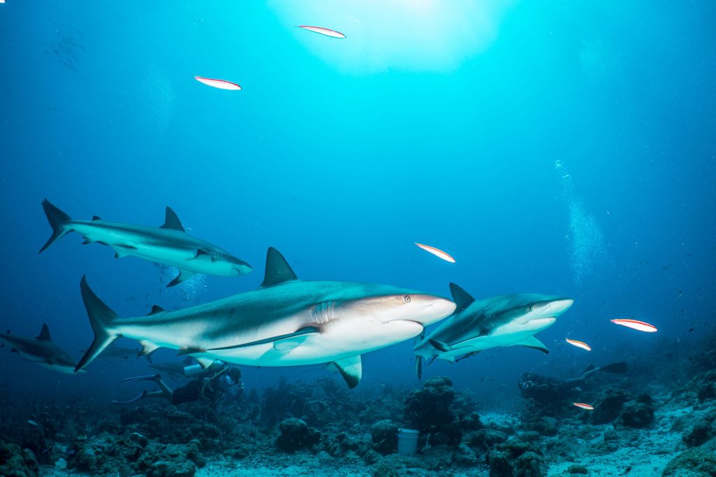 Several Caribbean reef sharks on a shark dive in Roatán, Honduras