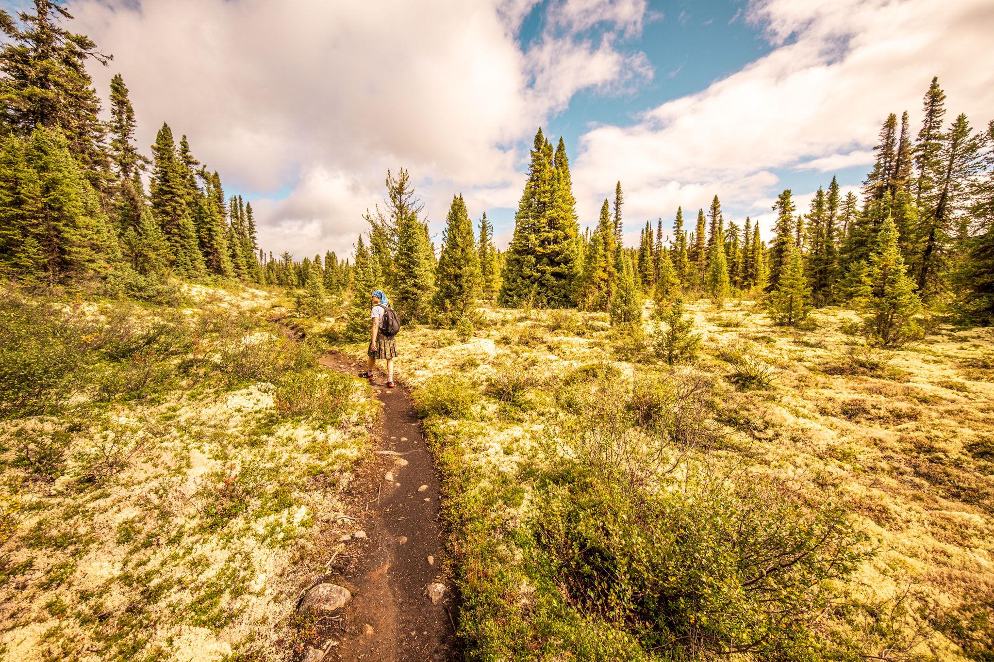 Hiker in the taiga landscape at Parc national des Grands-Jardins