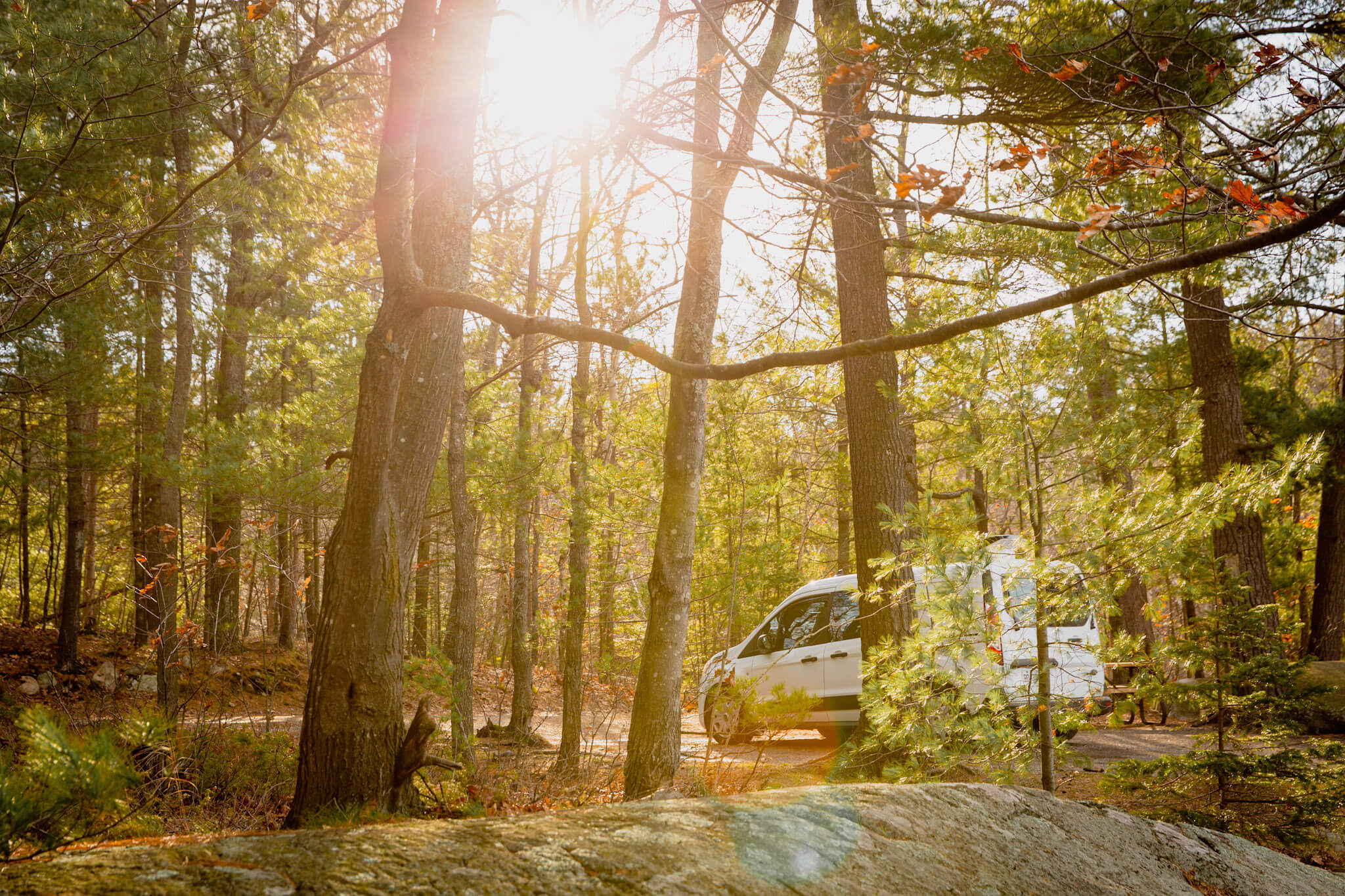 Wooded areas of Killarney are composed of pine, oak, birch and fir trees