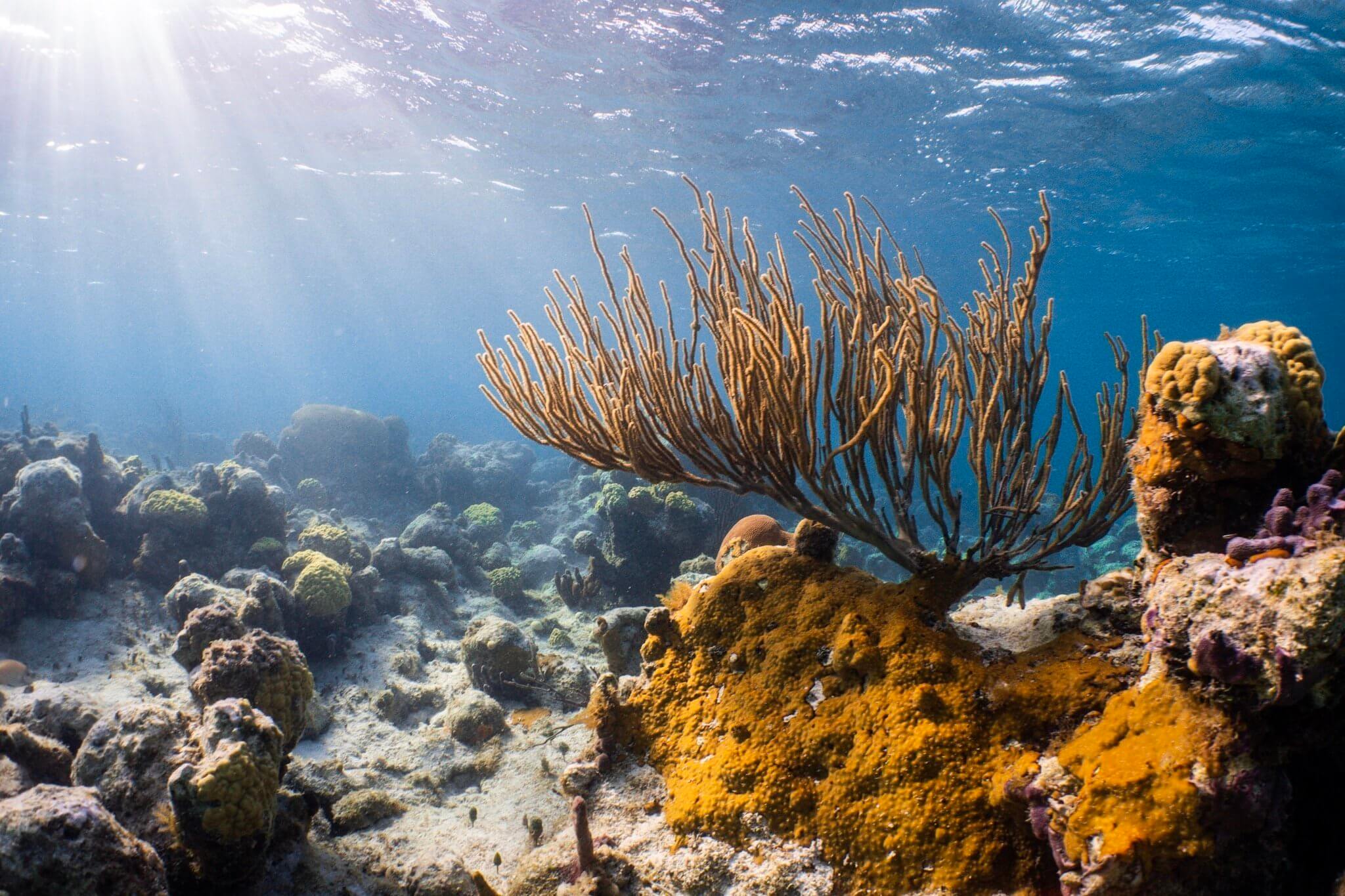 Snorkelling above the coral reef at Smith’s Reef in Provo