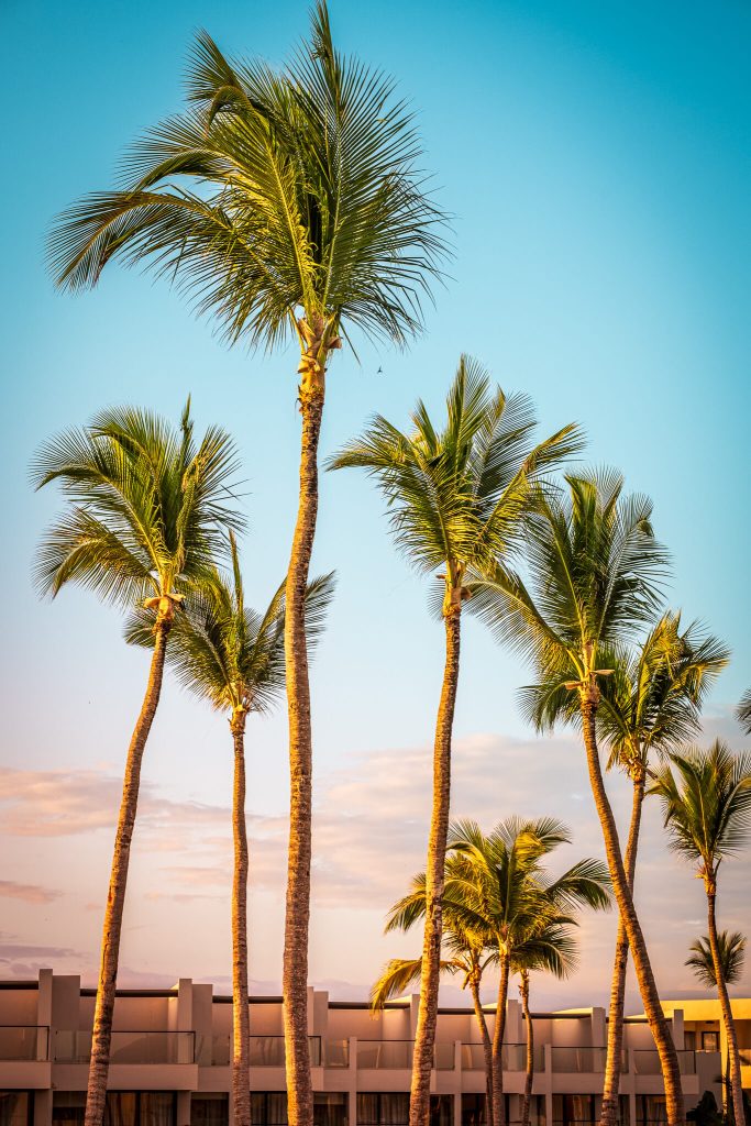 Palm trees towering over Excellence El Carmen