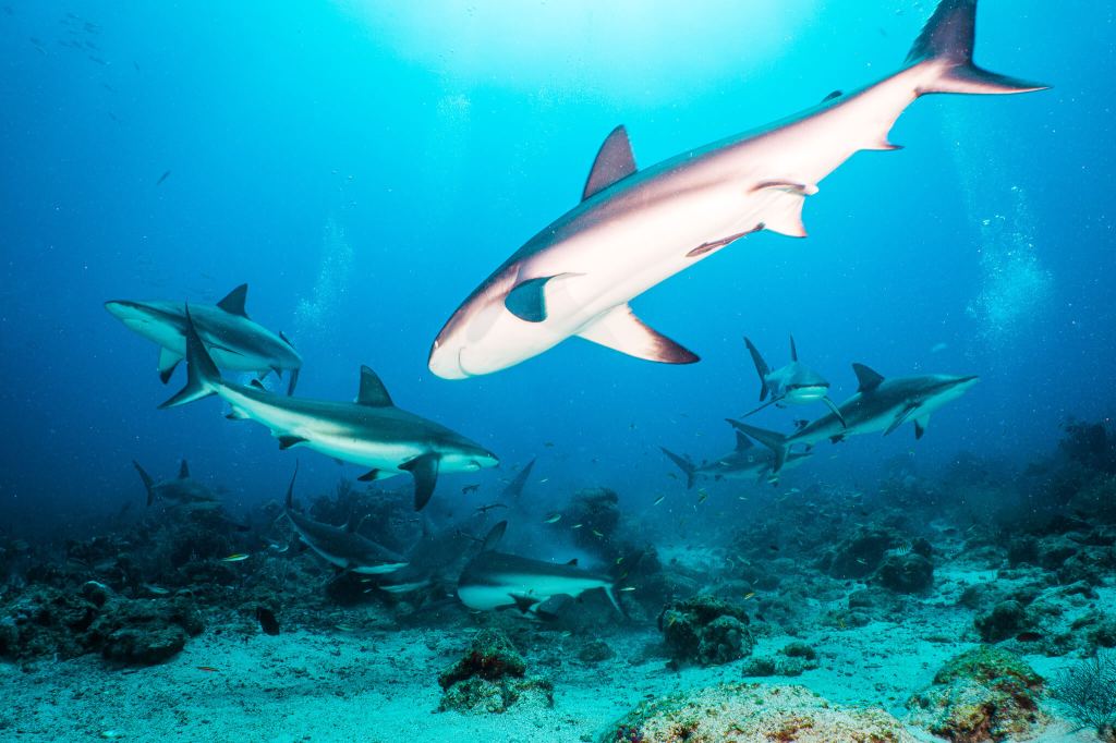 Scuba diving with Caribbean reef sharks in&nbsp;Roatán