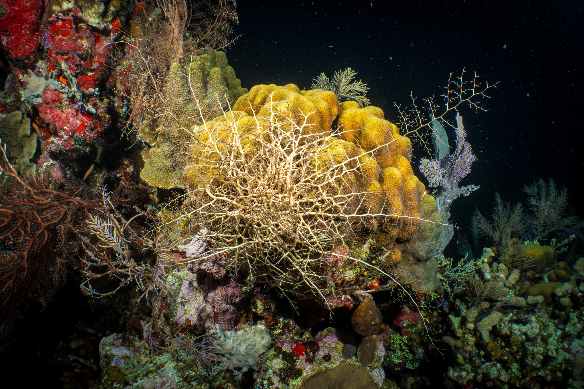 A basket star (Euryalina) with arms uncurled on a coral mound at night in Belize