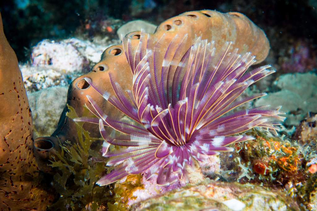 Purple feather duster worm (Sabellidae) underwater in Saba