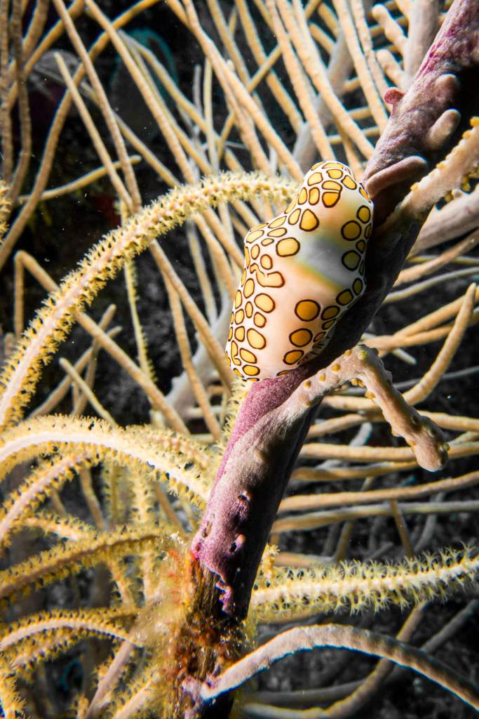 A flamingo tongue snail (Cyphoma gibbosum) on a branch of coral in Roatan, Honduras
