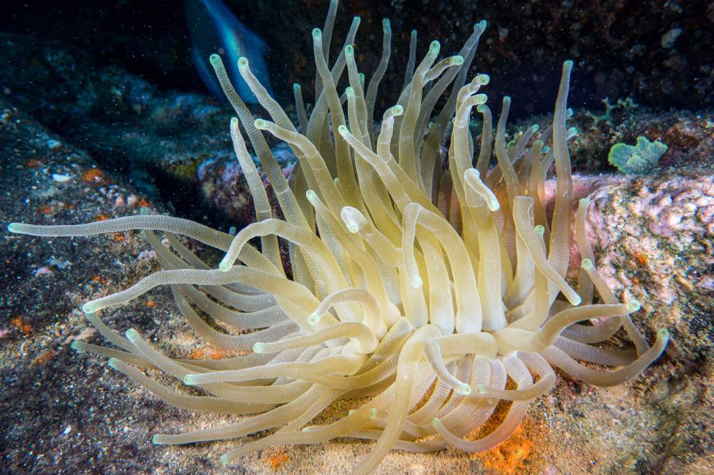 A giant Caribbean sea anemone photographed in St. Kitts
