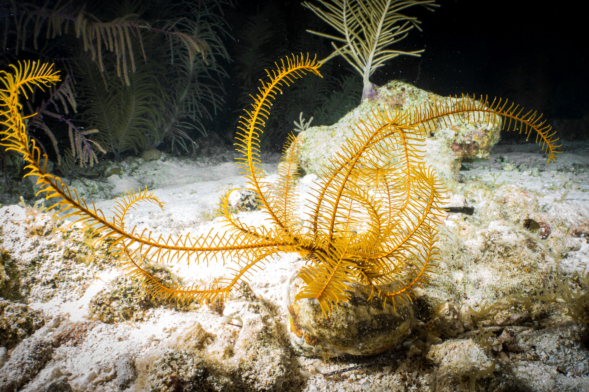 A golden crinoid during a night dive in Belize