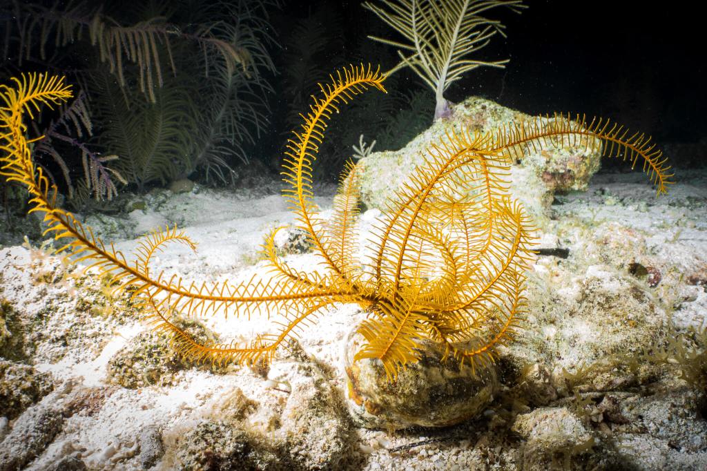 A golden crinoid during a night dive in Belize