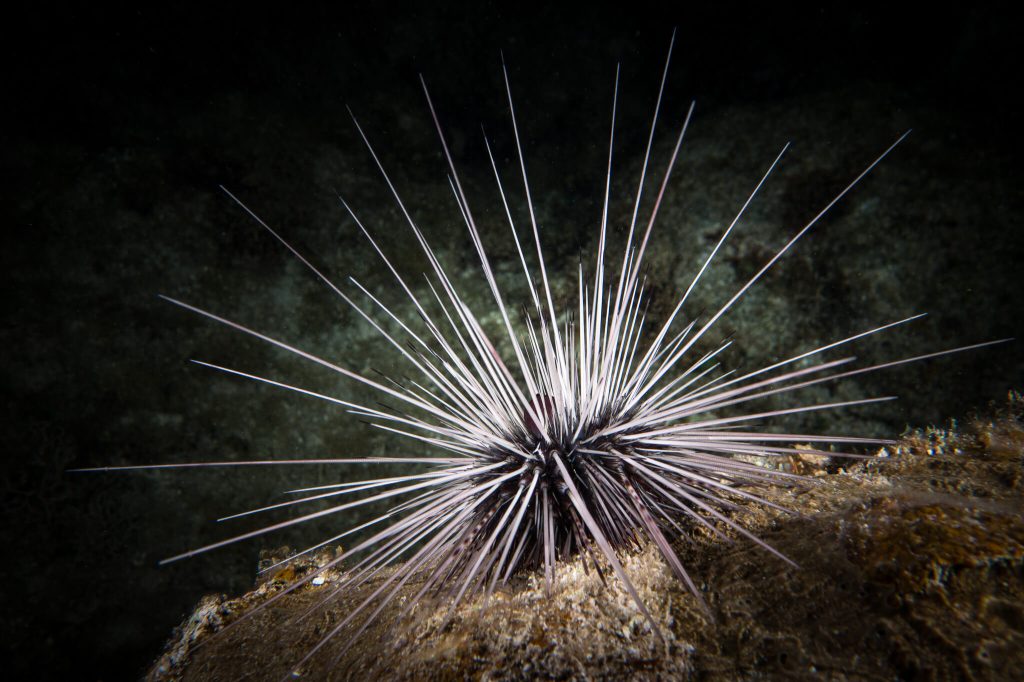 A long-spined sea urchin during a night dive in Roatan, Honduras
