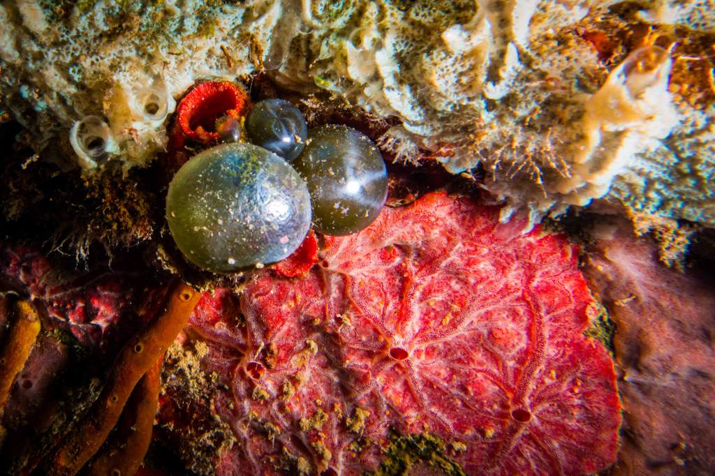 Sea pearls (Valonia ventricosa) underwater in St. Kitts