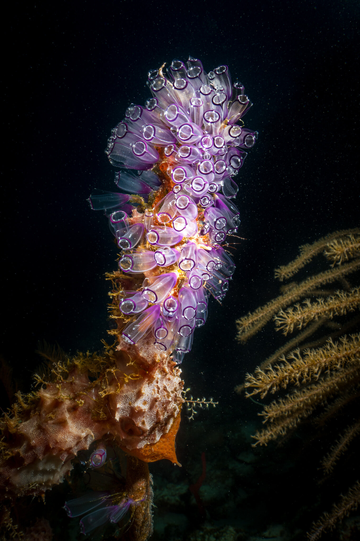 A colony of tunicates underwater in Belize at night