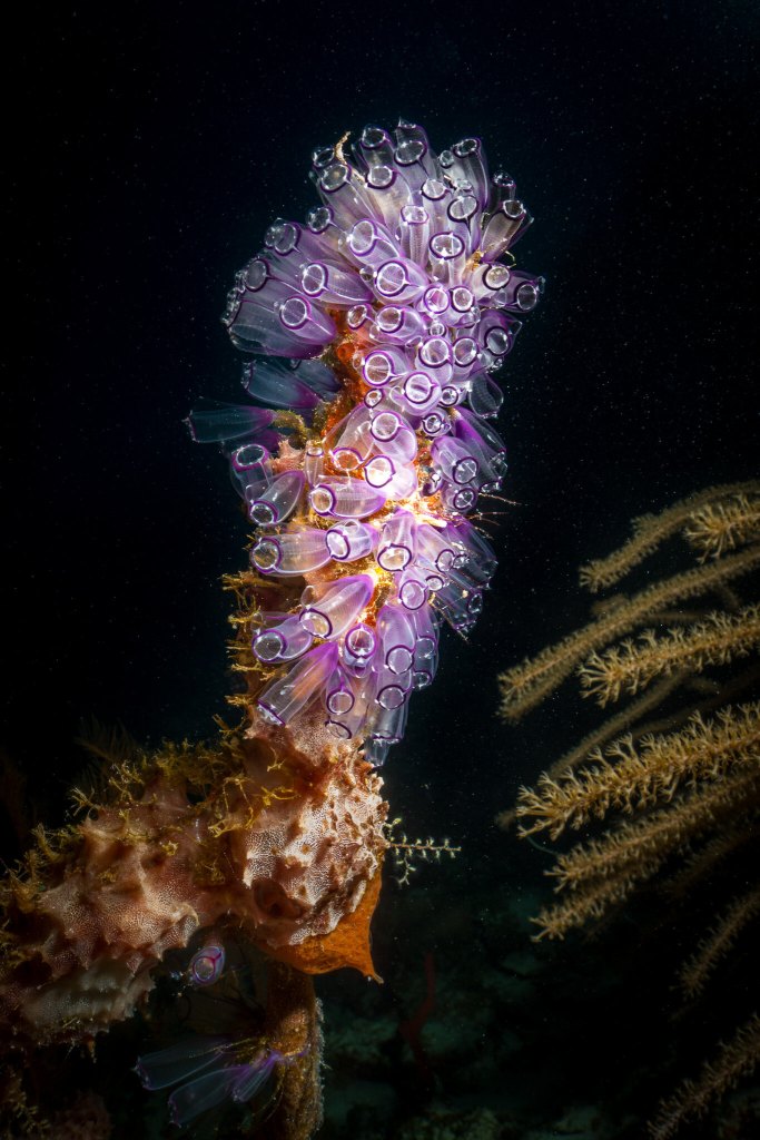 A colony of tunicates underwater in Belize at night