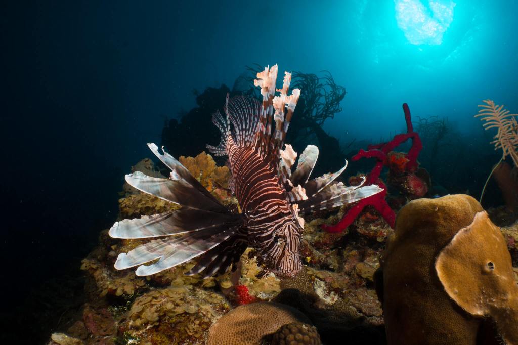 An invasive red lionfish on a coral reef in Belize
