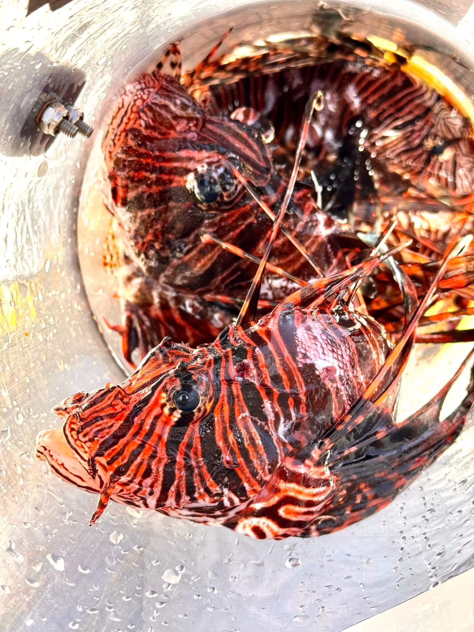 Lionfish from 2 scuba dives safely stored in a Zookeeper containment device