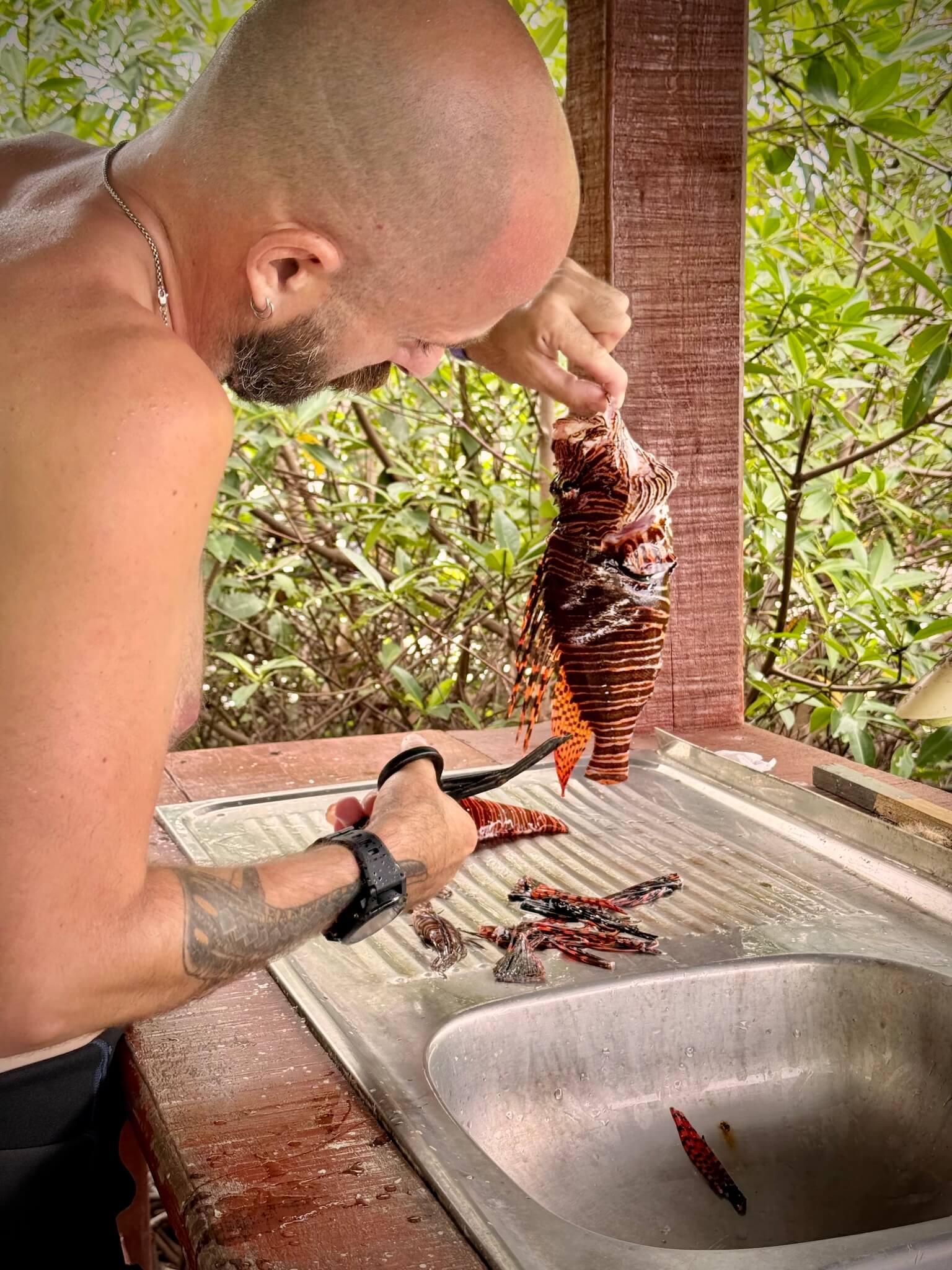 Scuba diver carefully removes the venomous spines from a lionfish in Utila