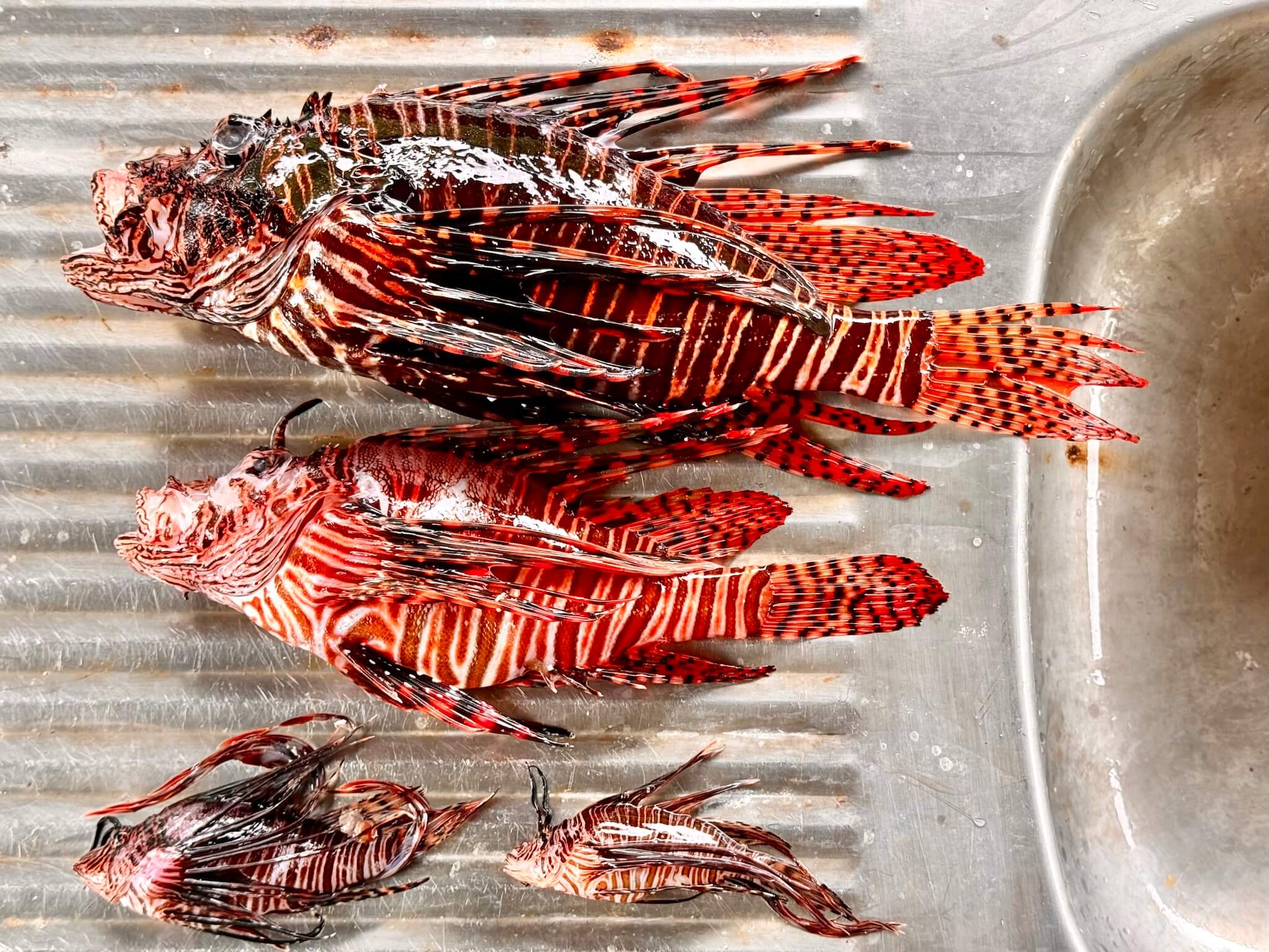 Four red lionfish of various sizes captured while scuba diving in Utila, Honduras