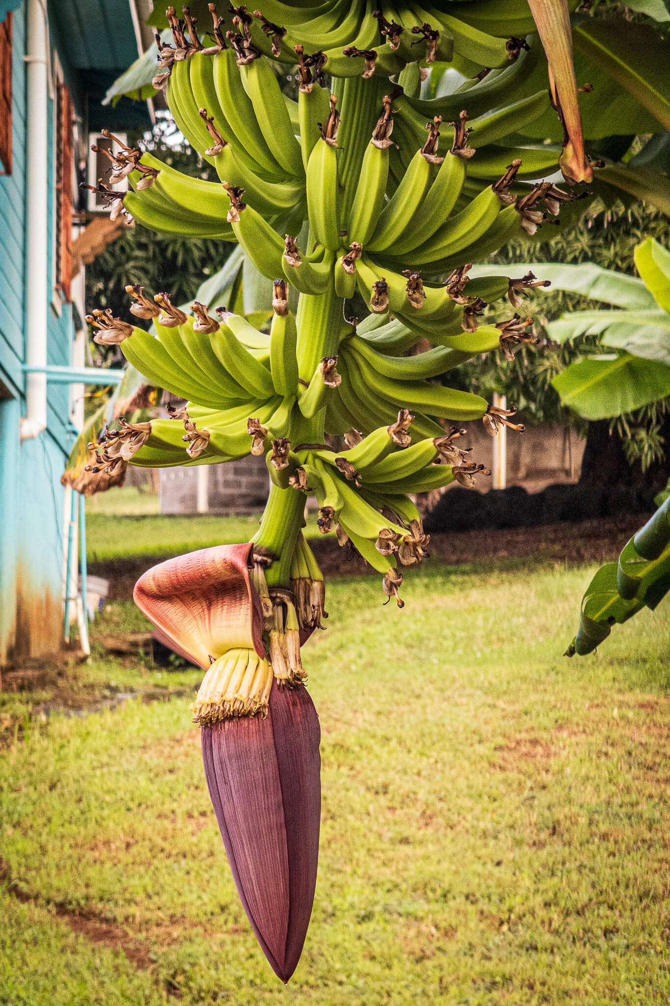 A banana flower with small bananas forming on a tree in Utila