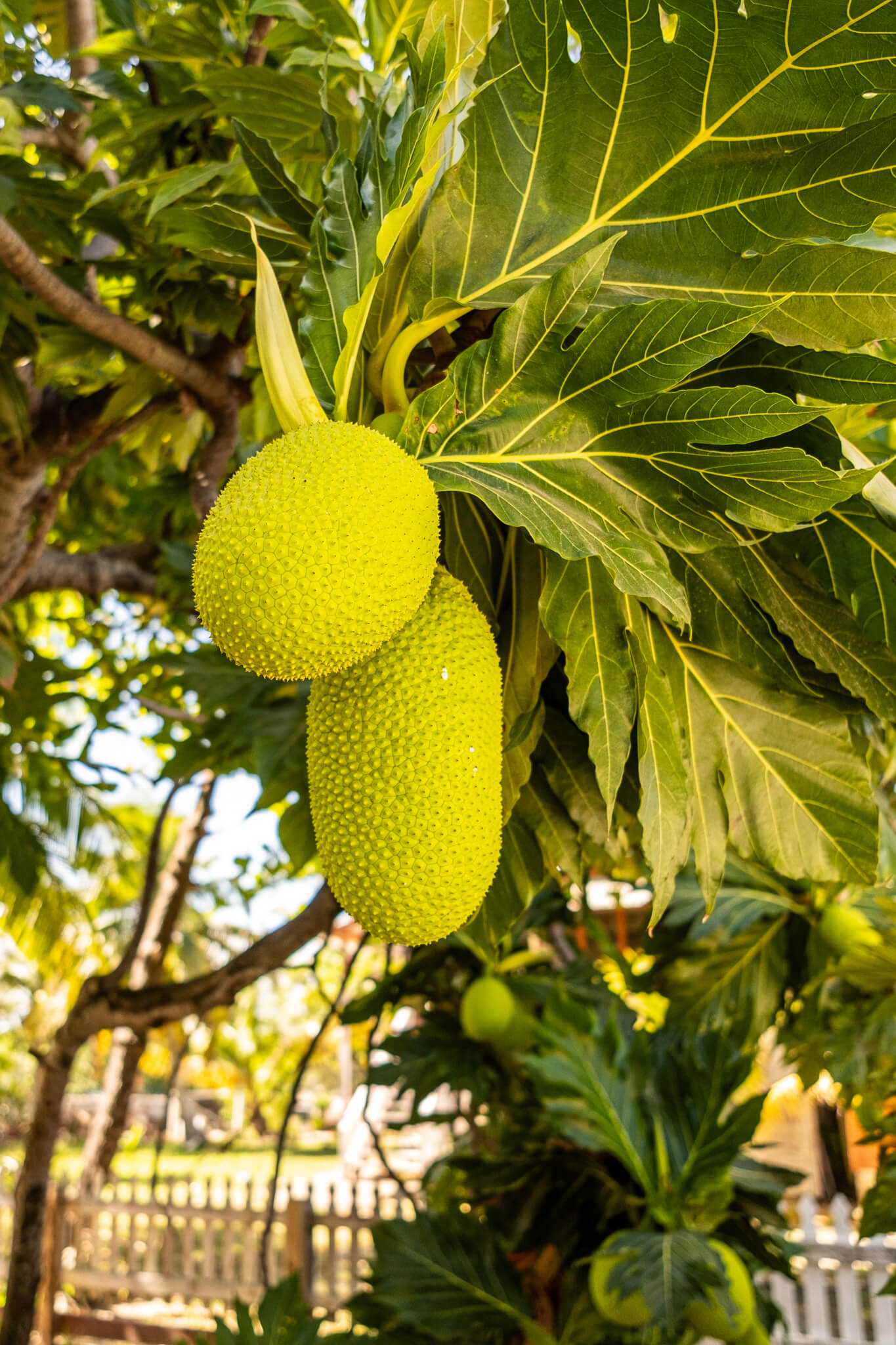 Breadfruit on a tree in Utila