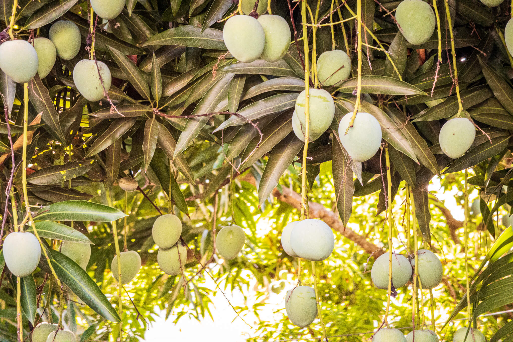 Mangos ripening on a tree in Utila