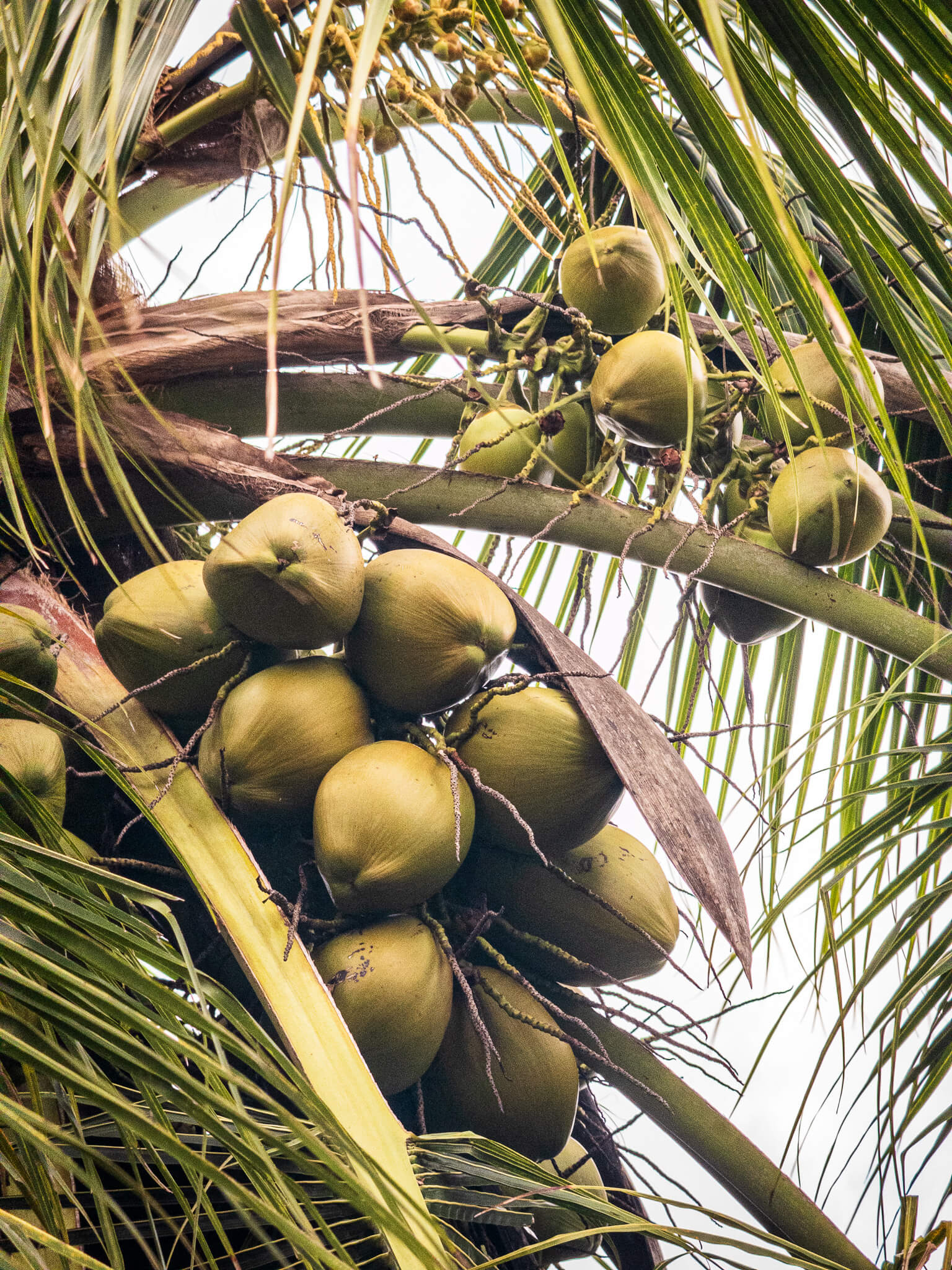 Coconuts ripening on a palm tree in Utila