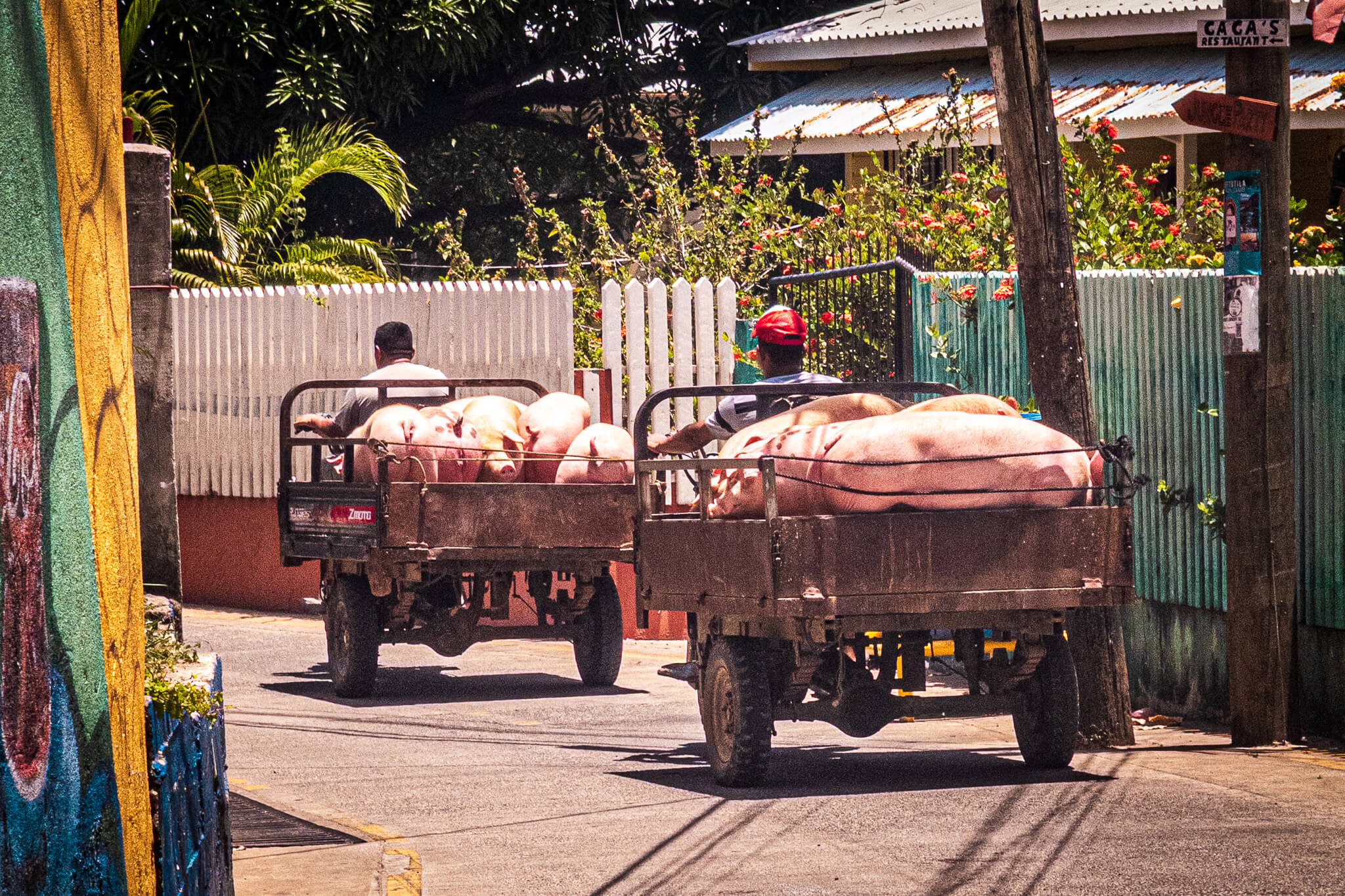 "Jumbo" cargo tricycles transporting hogs down a main street in Utila