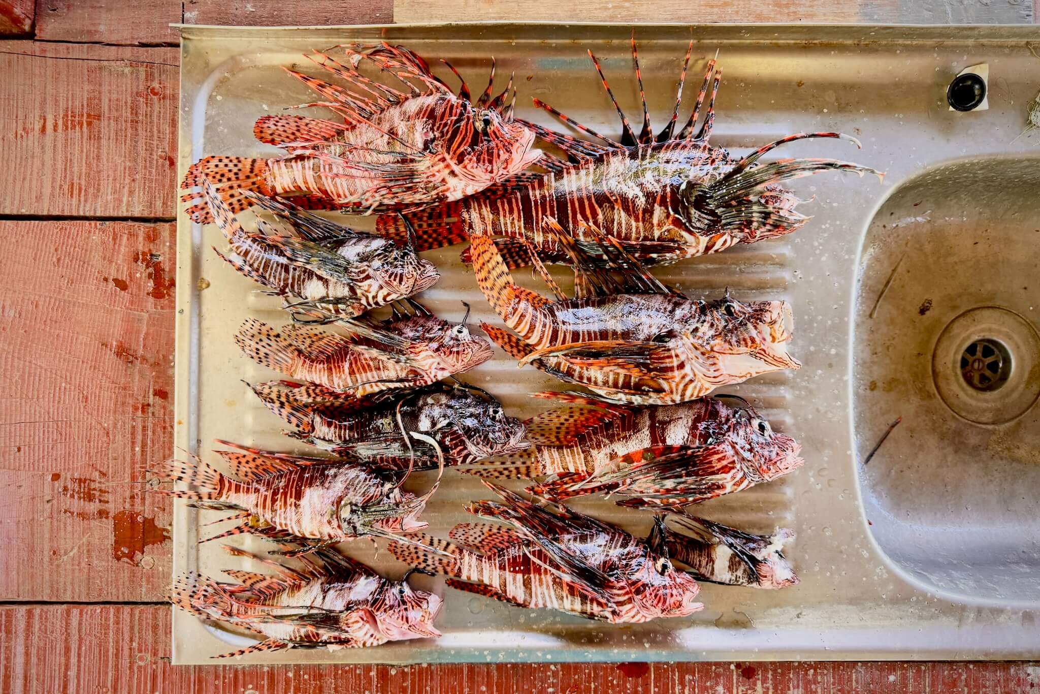 11 invasive lionfish removed from the reef in Utila, Honduras