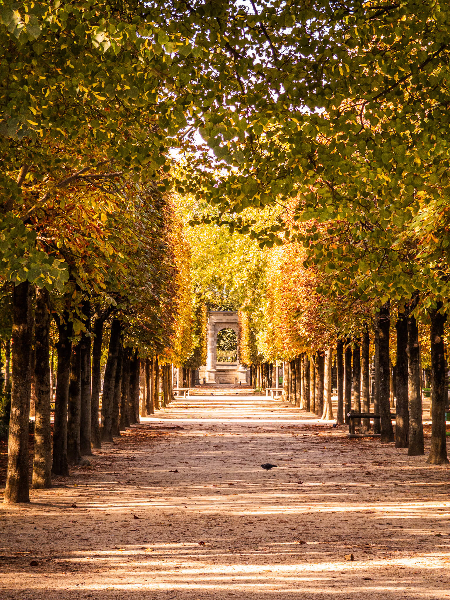 A tree-lined path in the Tuileries Garden in Paris